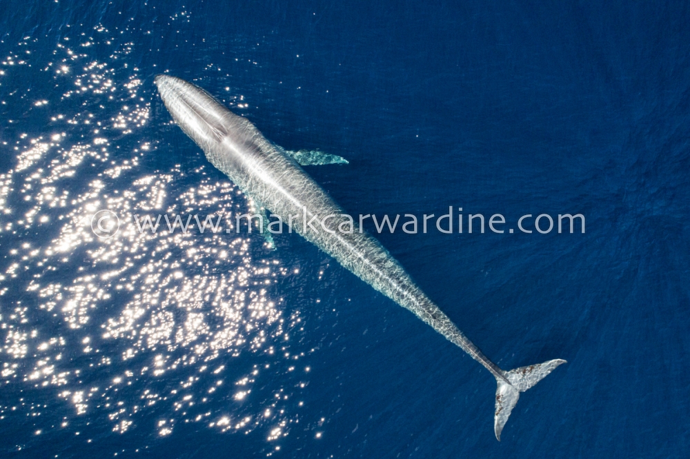 Blue whale (Balaenoptera musculus)