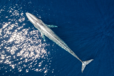 Image of Blue whale (Balaenoptera musculus) - Baja California, Mexico, North Pacific, aerial