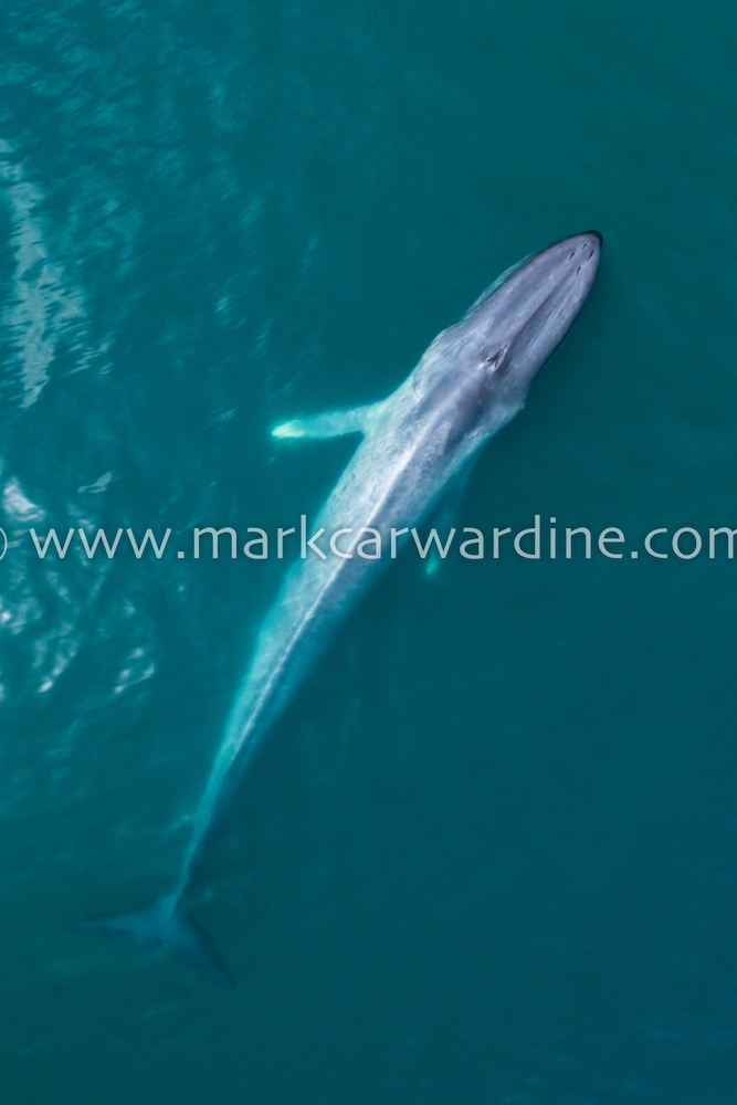 Blue whale (Balaenoptera musculus)