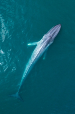 Image of Blue whale (Balaenoptera musculus) - Baja California, Mexico, North Pacific, aerial