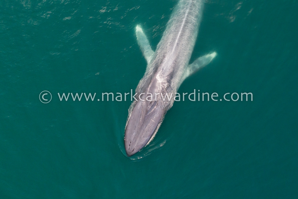 Blue whale (Balaenoptera musculus)