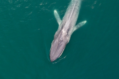 Image of Blue whale (Balaenoptera musculus) - With remora on head, Baja California, Mexico, North Pacific, aerial