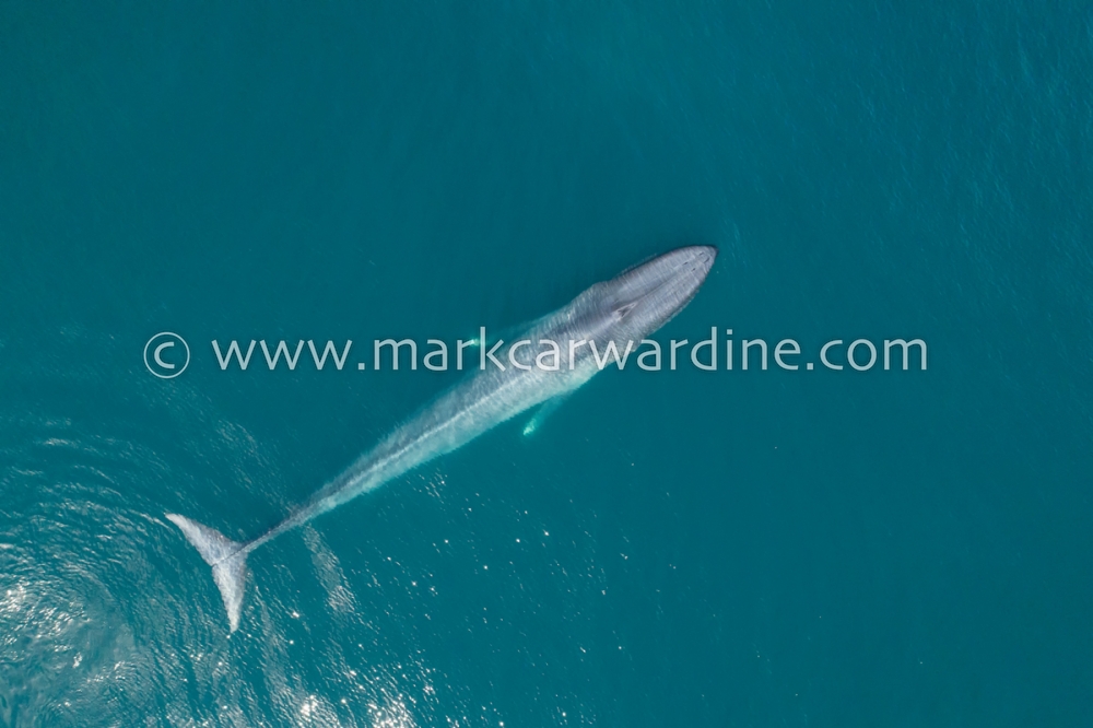 Blue whale (Balaenoptera musculus)