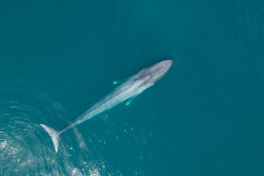 Image of Blue whale (Balaenoptera musculus) - Baja California, Mexico, North Pacific, aerial