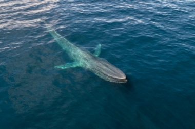 Image of Blue whale (Balaenoptera musculus) - Baja California, Mexico, North Pacific, aerial