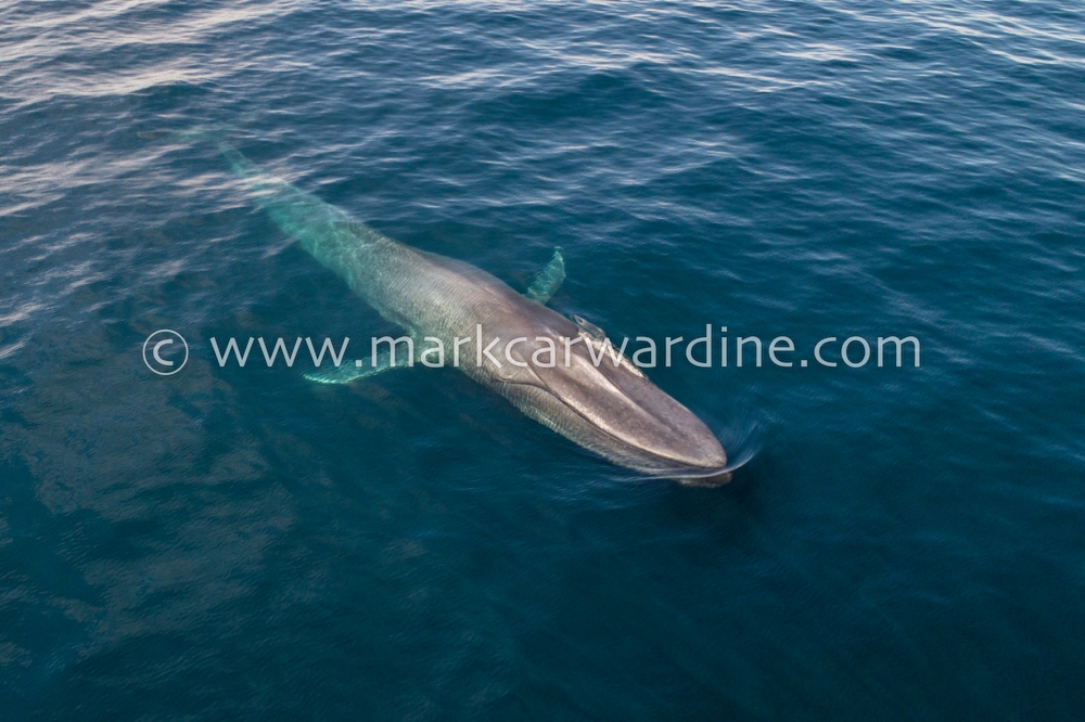 Blue whale (Balaenoptera musculus)