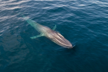 Image of Blue whale (Balaenoptera musculus) - Baja California, Mexico, North Pacific, aerial