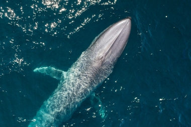 Image of Blue whale (Balaenoptera musculus) - Baja California, Mexico, North Pacific, aerial