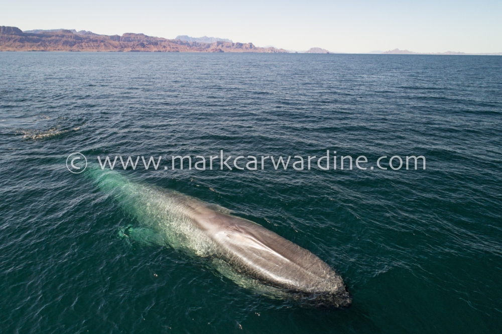 Blue whale (Balaenoptera musculus)