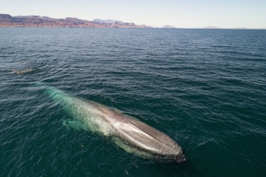 Image of Blue whale (Balaenoptera musculus) - Baja California, Mexico, North Pacific, aerial