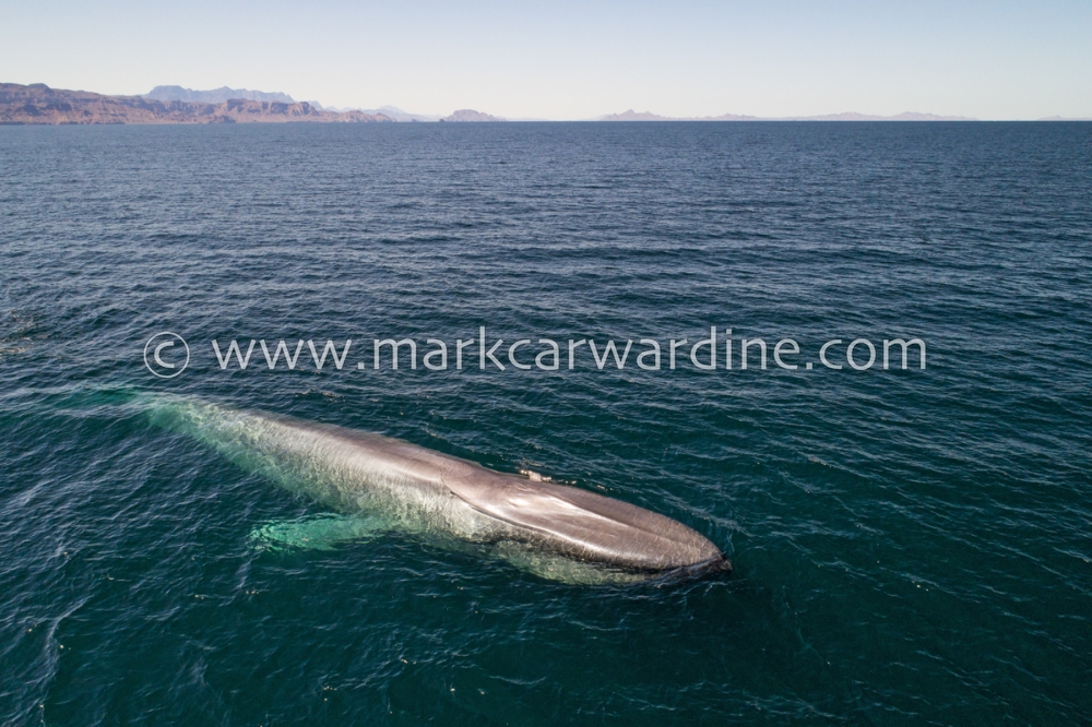 Blue whale (Balaenoptera musculus)