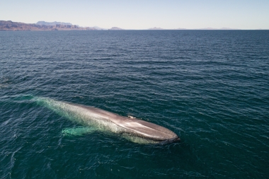 Image of Blue whale (Balaenoptera musculus) - Baja California, Mexico, North Pacific, aerial