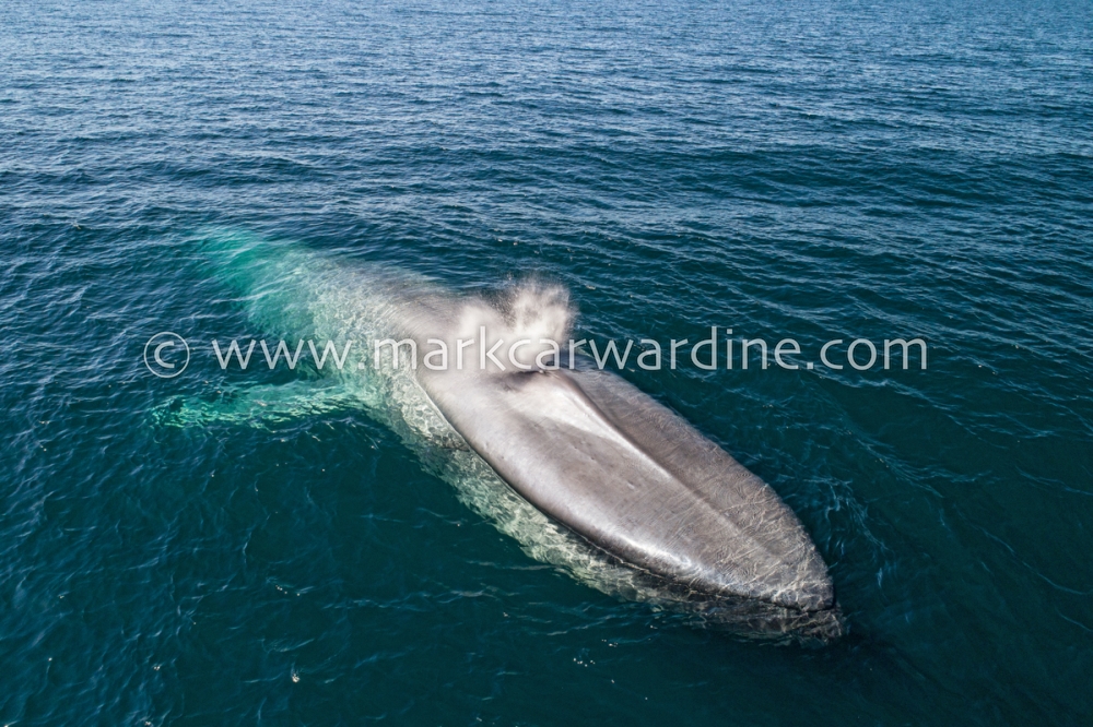 Blue whale (Balaenoptera musculus)