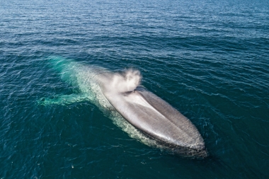 Image of Blue whale (Balaenoptera musculus) - Blowing or spouting, Baja California, Mexico, North Pacific, aerial