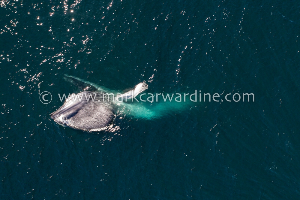 Blue whale (Balaenoptera musculus)