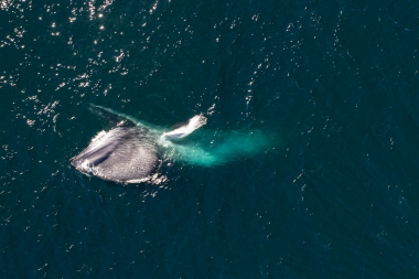 Image of Blue whale (Balaenoptera musculus) - Feeding, Baja California, Mexico, North Pacific, aerial