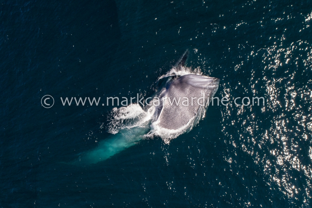 Blue whale (Balaenoptera musculus)