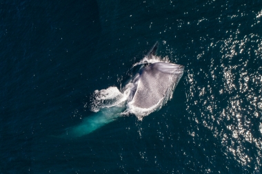 Image of Blue whale (Balaenoptera musculus) - Feeding, Baja California, Mexico, North Pacific, aerial