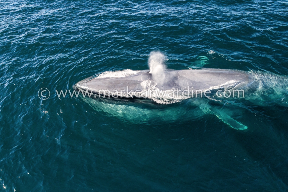 Blue whale (Balaenoptera musculus)