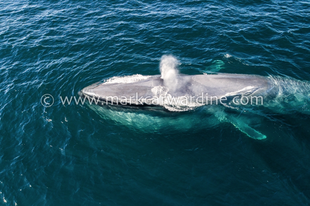 Blue whale (Balaenoptera musculus)