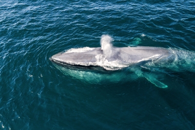 Image of Blue whale (Balaenoptera musculus) - Feeding, Baja California, Mexico, North Pacific, aerial