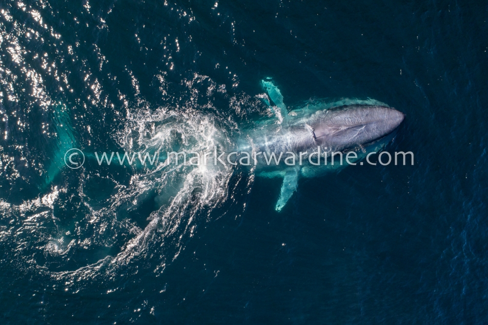 Blue whale (Balaenoptera musculus)