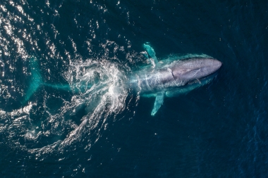 Image of Blue whale (Balaenoptera musculus) - Feeding, Baja California, Mexico, North Pacific, aerial