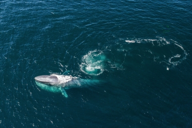 Image of Blue whale (Balaenoptera musculus) - Feeding, Baja California, Mexico, North Pacific, aerial