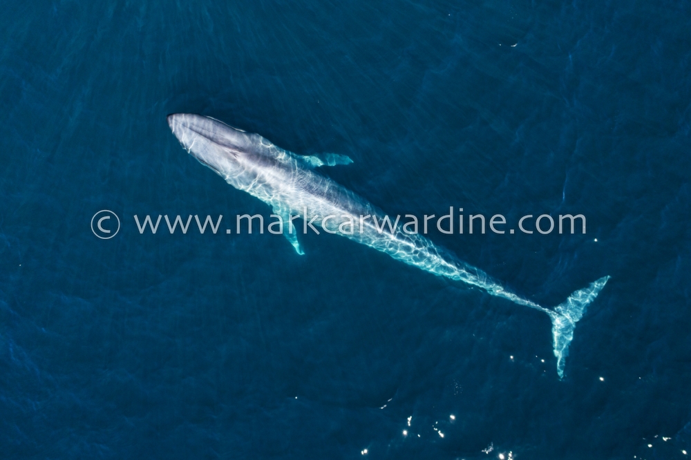 Blue whale (Balaenoptera musculus)