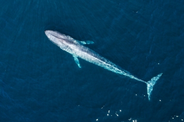 Image of Blue whale (Balaenoptera musculus) - Baja California, Mexico, North Pacific, aerial