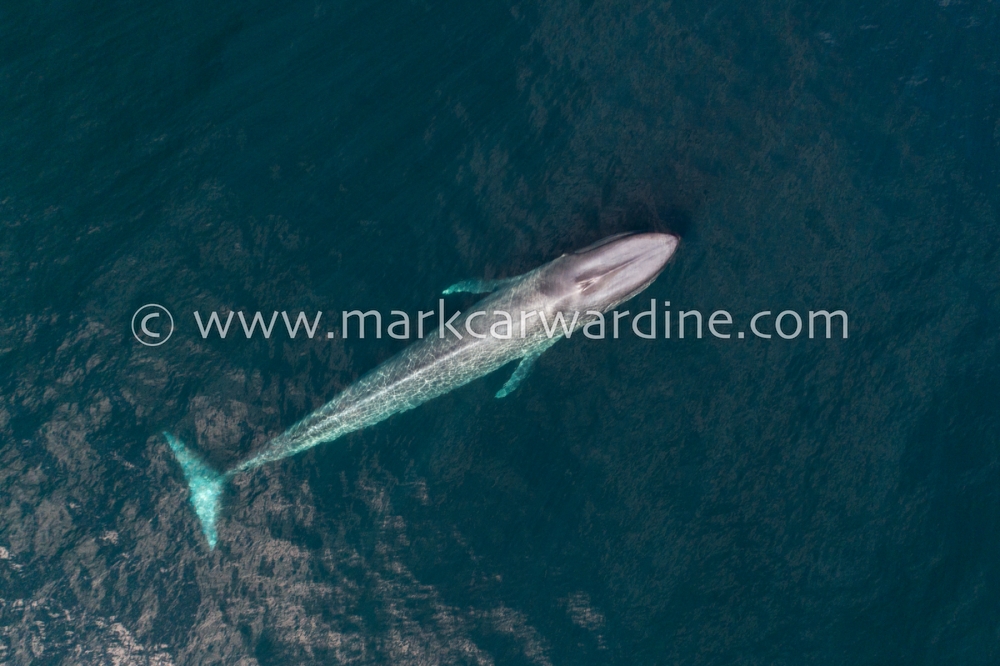 Blue whale (Balaenoptera musculus)