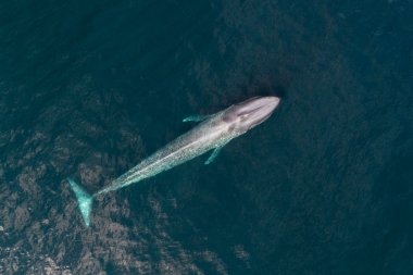 Image of Blue whale (Balaenoptera musculus) - Baja California, Mexico, North Pacific, aerial