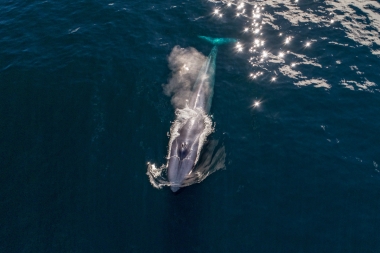 Image of Blue whale (Balaenoptera musculus) - Blowing or spouting, Baja California, Mexico, North Pacific, aerial