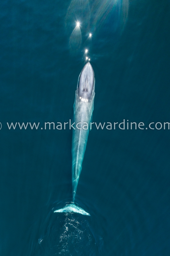 Blue whale (Balaenoptera musculus)