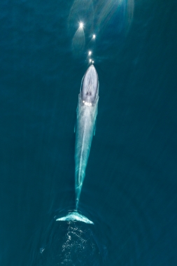 Image of Blue whale (Balaenoptera musculus) - Baja California, Mexico, North Pacific, aerial