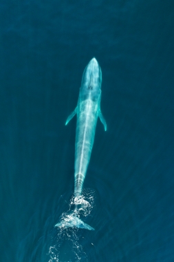 Image of Blue whale (Balaenoptera musculus) - Baja California, Mexico, North Pacific, aerial