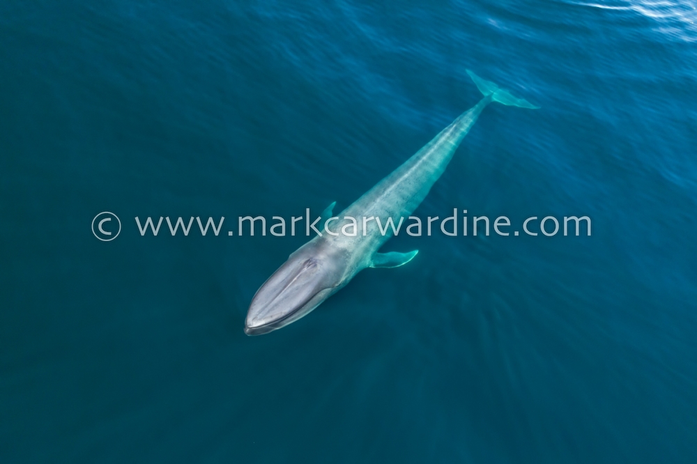 Blue whale (Balaenoptera musculus)