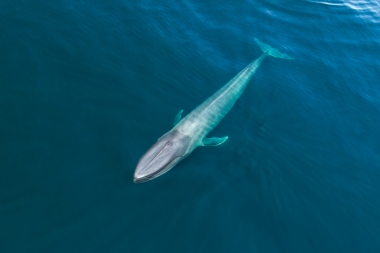 Image of Blue whale (Balaenoptera musculus) - Baja California, Mexico, North Pacific, aerial