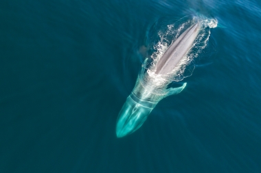 Image of Blue whale (Balaenoptera musculus) - Baja California, Mexico, North Pacific, aerial