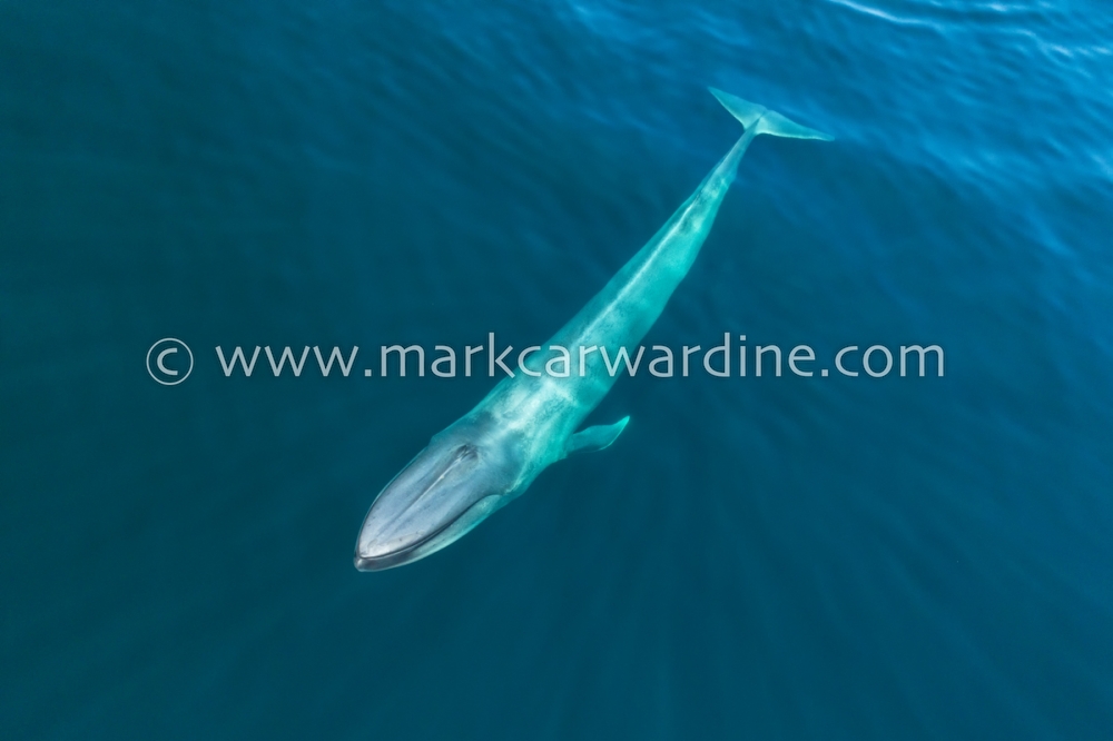 Blue whale (Balaenoptera musculus)