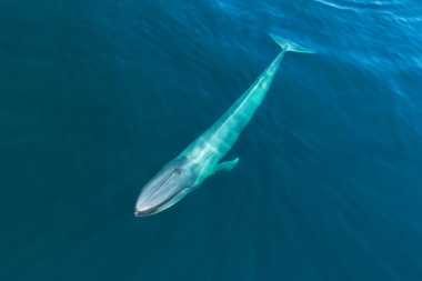 Image of Blue whale (Balaenoptera musculus) - Baja California, Mexico, North Pacific, aerial