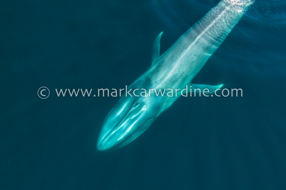 Blue whale (Balaenoptera musculus)