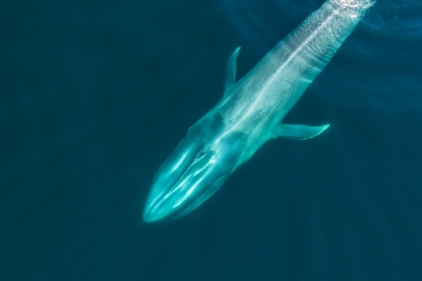 Image of Blue whale (Balaenoptera musculus) - Baja California, Mexico, North Pacific, aerial