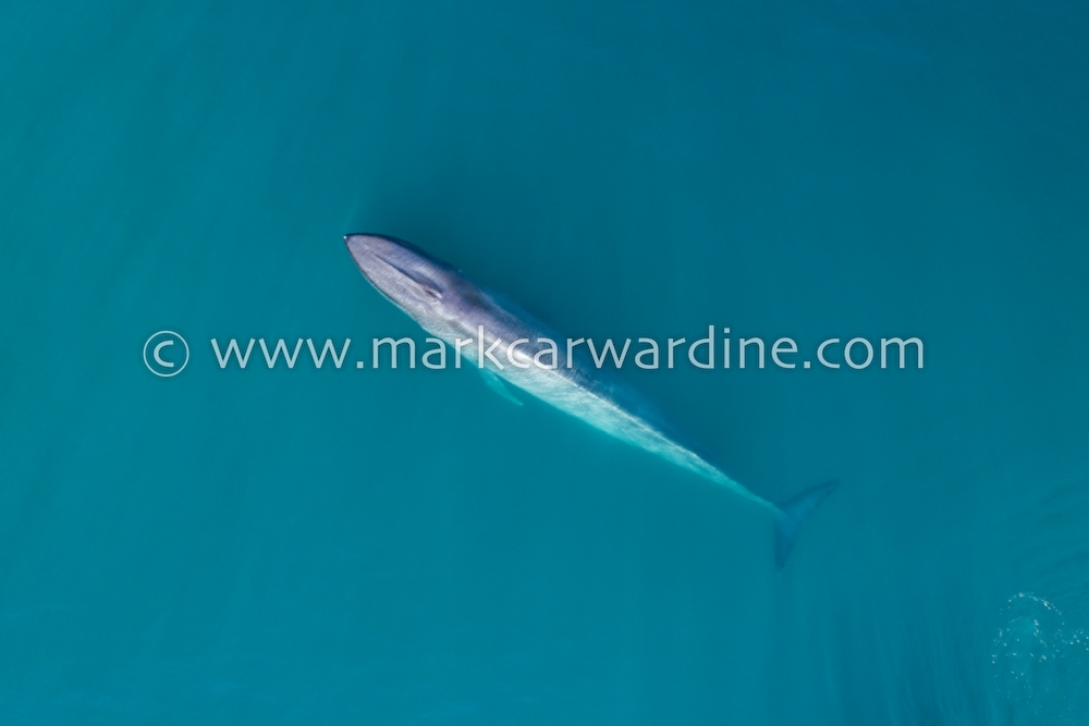 Blue whale (Balaenoptera musculus)