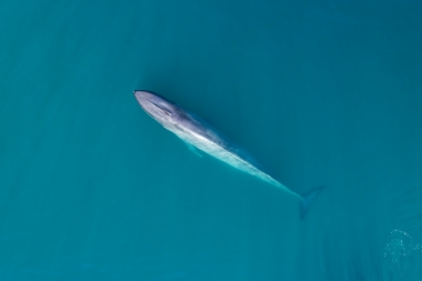 Image of Blue whale (Balaenoptera musculus) - Baja California, Mexico, North Pacific, aerial