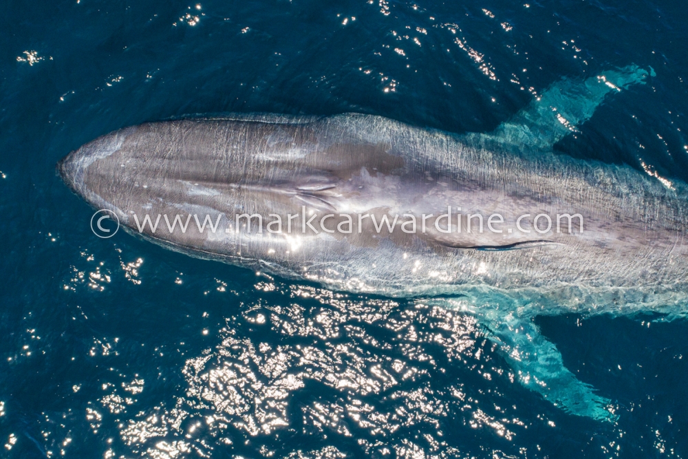 Blue whale (Balaenoptera musculus)