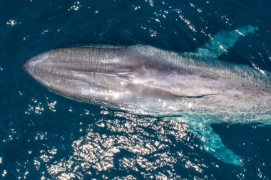 Image of Blue whale (Balaenoptera musculus) - Baja California, Mexico, North Pacific, aerial