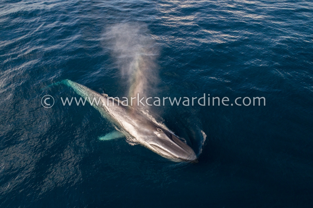 Blue whale (Balaenoptera musculus)