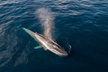 Image of Blue whale (Balaenoptera musculus) - Blowing or spouting, Baja California, Mexico, North Pacific, aerial