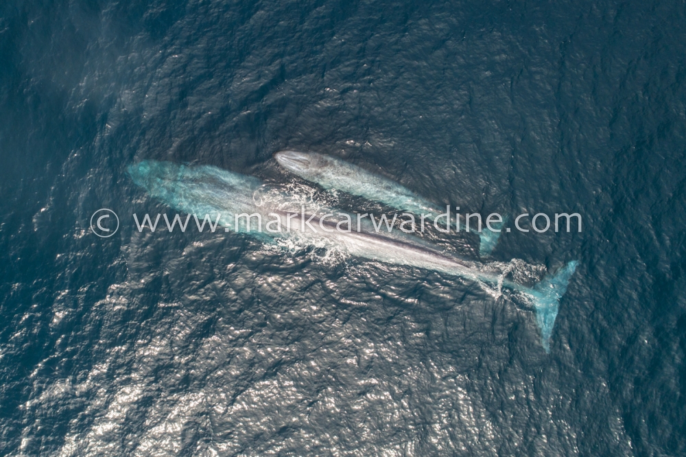 Blue whales (Balaenoptera musculus)